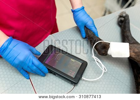Professional Veterinar Measure Animal Blood Pressure By Special Medical Tool With Multi-parameter Mo