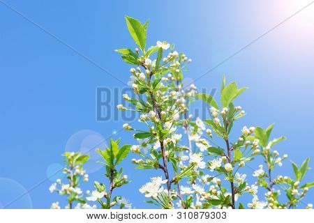 Bloooming White Sacura Flowers On Branch, Cherry Tree Blossoming On Sunbeams And Bright Blue Sky