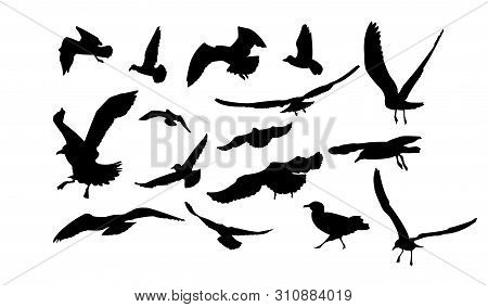 Set Of Multiform Flying Seagulls. Black Tones.