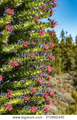 Blooming Endemic Beautiful Flower Tajinaste Rojo -echium Wildpretii- And Few Bees Flying Around. Spr