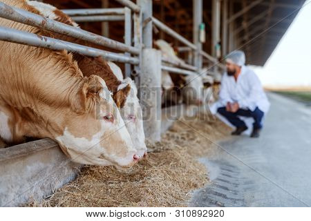 Dedicated Veterinarian Checking Cows At Cow Farm.
