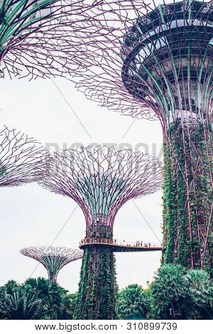 SINGAPORE, SINGAPORE - MARCH 2019: Supertree Grove & OCBC Skyway at Garden by the Bay