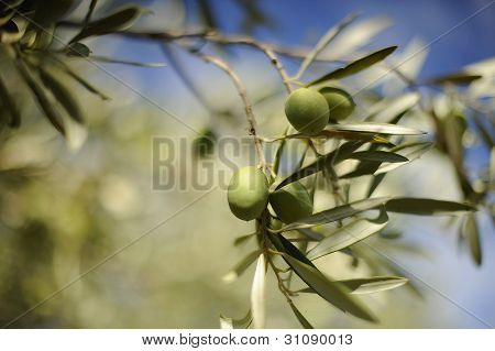 Olive branch