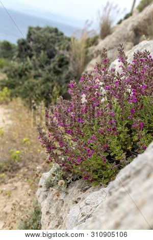 Plant (teucrium Divaricatum) Branched With Scented, Soft Fluffy Shoots And Oval , Serrated With Leav