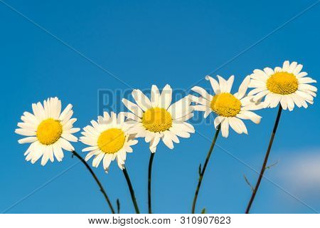 Beautiful Bloooming Chamomile Daisy Flowers In Summer Garden Over Blue Sky Background.