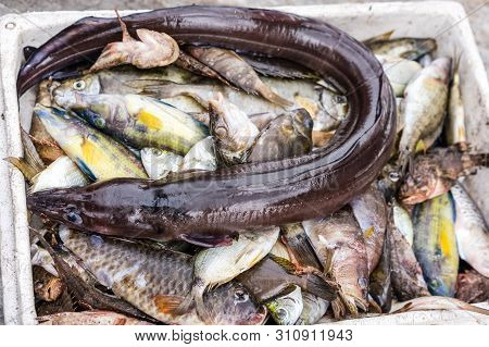 Strange Eel Like Snake Fish In Box Of Freshly Caught Fish On A Fishermen Boat In Zakynthos Port, Zak