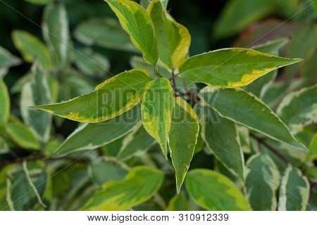 Ornamental Shrub Derain White And Golden Elegantissima Or Cornus Alba. Soft And Selective Focus. Bri