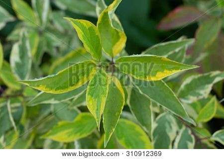 Ornamental Shrub Derain White And Golden Elegantissima Or Cornus Alba. Soft And Selective Focus. Bri