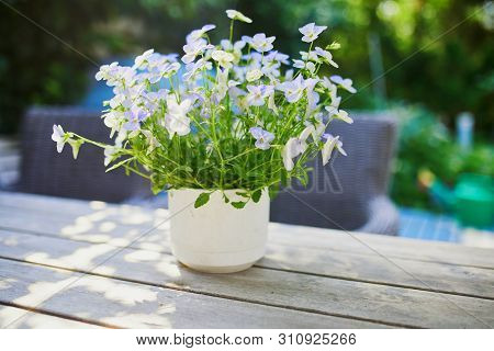 Pot Of Blue And Purple Pansies (viola Tricolor) On A Wooden Table
