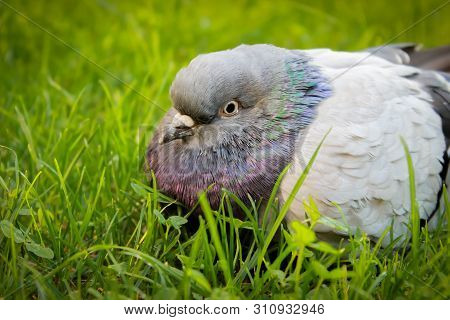Close-up Photo Of Serbian Highflyer Pigeon, Resting In The Grass. Bird Lovers