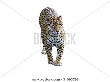 Jaguar, Panther, forfra på hvid