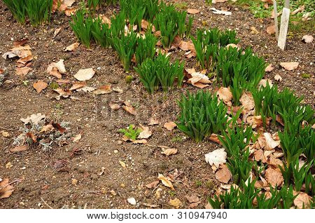 Bent Rows Of Fresh Green Leaves Of Autumn Crocusses In A Garden In Springtime