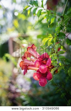Campsis Radicans Flowers (trumpet Vine Or Trumpet Creeper) Also Known In North America As Cow Itch V