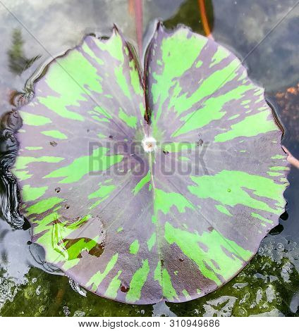 Lotus Leaf Green Natue, Closeup An Isolated