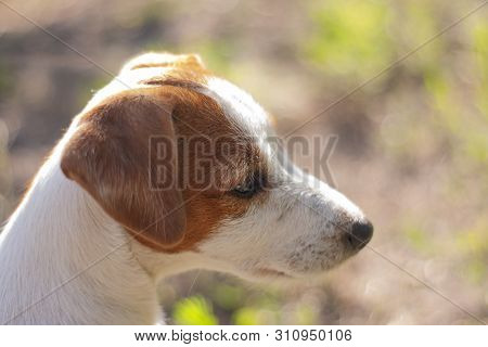 Happy Dog Safely Playing On Green Grass Wearing Anti Flea And Tick Collar During Spring Season