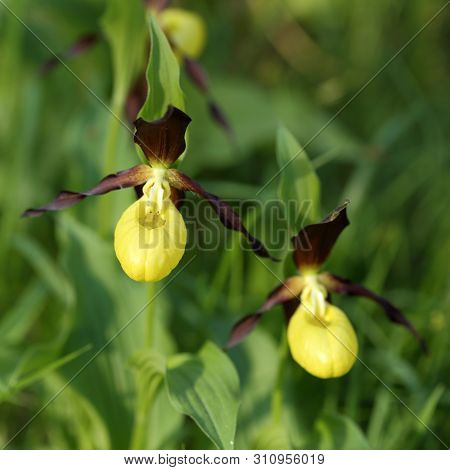 Some Rare Yellow Orchids In Nature Landscape