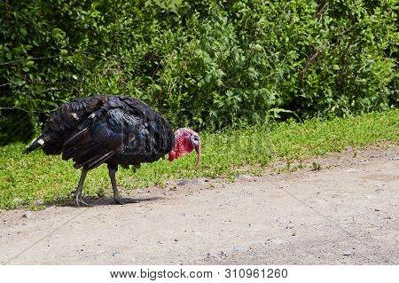 Summer. Day. Country Yard. Turkey And Babies - Turkeys. Adults And Small Birds. Pets. Turkeys Walkin