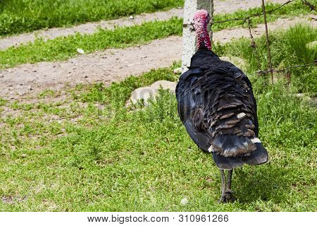 Summer. Day. Country Yard. Turkey And Babies - Turkeys. Adults And Small Birds. Pets. Turkeys Walkin