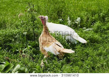 Summer. Day. Country Yard. Turkey And Babies - Turkeys. Adults And Small Birds. Pets. Turkeys Walkin