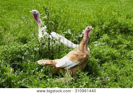 Summer. Day. Country Yard. Turkey And Babies - Turkeys. Adults And Small Birds. Pets. Turkeys Walkin