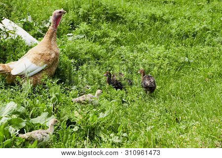 Summer. Day. Country Yard. Turkey And Babies - Turkeys. Adults And Small Birds. Pets. Turkeys Walkin