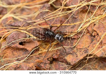 Fake Black Widow Spider, Steatoda Sp At Amba In Kolhapur, Maharashtra, India