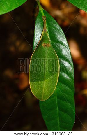 Leaf Like Katydid, Tettigonidae Family, Dorsal View At Amba In Kolhapur, Maharashtra, India