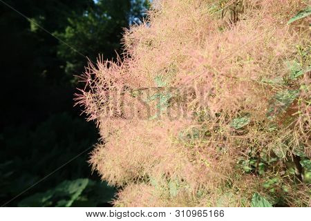 European Smoketree. Skumpiya Tanning, Cotinus Coggygria. Rhus Cotinus Or Smoke Bush. Pink Fluffy Tre