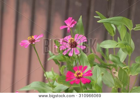 Pretty Colorful Group Of Flowers Spreading Joy