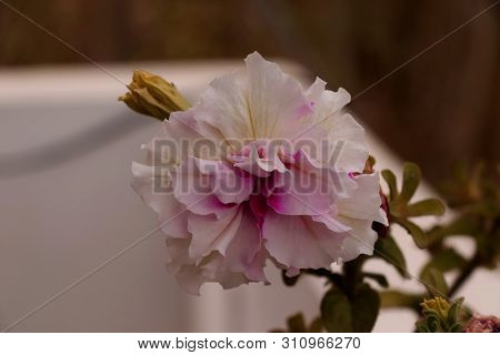 Pretty Flowers Spreading Joy In Unique Color