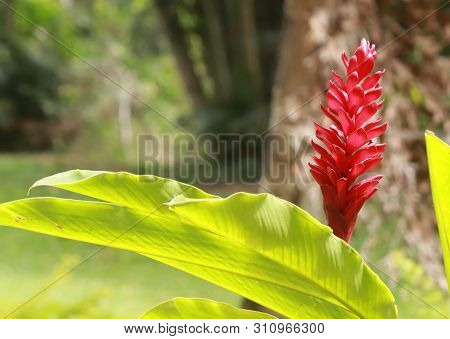 Pretty Bright Red Flower Against Contrasting Green Leaves