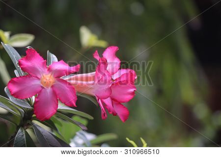 Pretty Flowers Spreading Joy In Oujr Garden