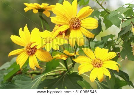 Pretty Yellow Bright Flowers Spreading Happiness  And Joy