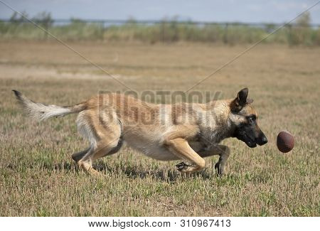 Training Of Police Dog With Assailant In Nature