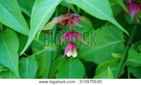 Himalayan Honeysuckle Showy And Bright Flowers And  Green Foliage. Other Names Leycesteria Formosa, 