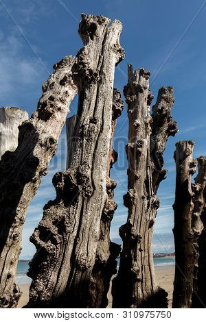 Big Breakwater, 3000 Trunks To Defend The City From The Tides, Plage De L Eventail Beach In Saint-ma
