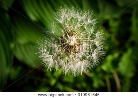 Beautiful Seeding Dandelion Flower With Dark Moody Lighting