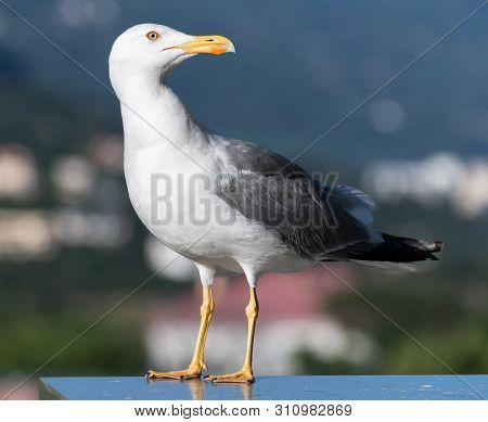 Adult Black And White Seagull In A Nature