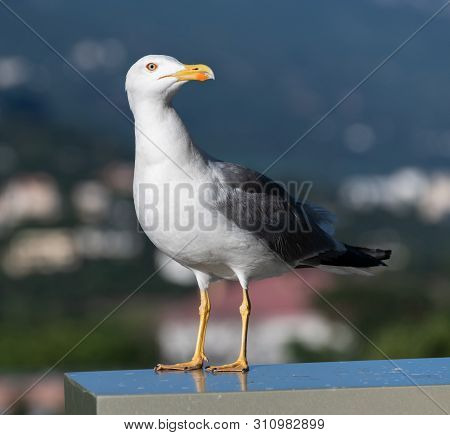 Adult Black And White Seagull In A Nature