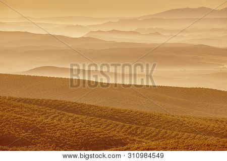 Olive Tree Fields In Andalusia. Spanish Agricultural Harvest Landscape. Jaen