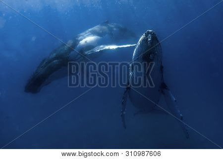 A Humpback Whale Swimming Close By Under The Water In Blue Water