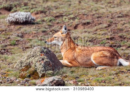 Rare And Endemic Ethiopian Wolf, Canis Simensis, Hunts In Nature Habitat. Sanetti Plateau In Bale Mo
