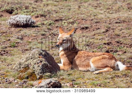 Rare And Endemic Ethiopian Wolf, Canis Simensis, Hunts In Nature Habitat. Sanetti Plateau In Bale Mo