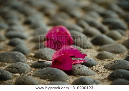 Bougainvillea Flowers Have Fallen Down On The Ground