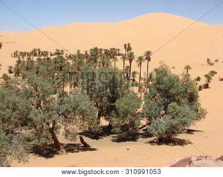 An Algerian Sahara Oasis Located In Biskra