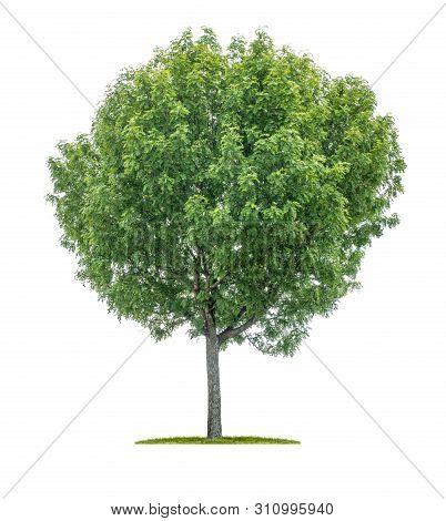 Isolated Tree On A White Background - Sorbus Aucuparia - Rowan