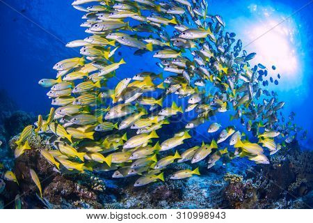 A School Of Tropical Reef Fish Over Corals With Sunburst