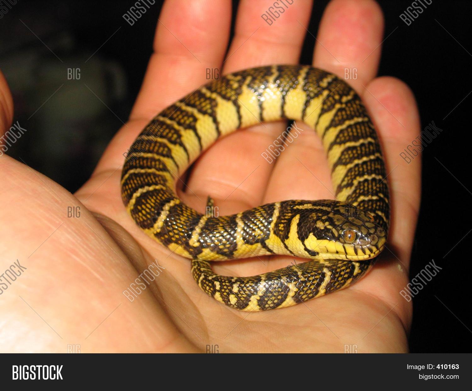Bocourt's Water Snake Image & Photo (Free Trial) Bigstock
