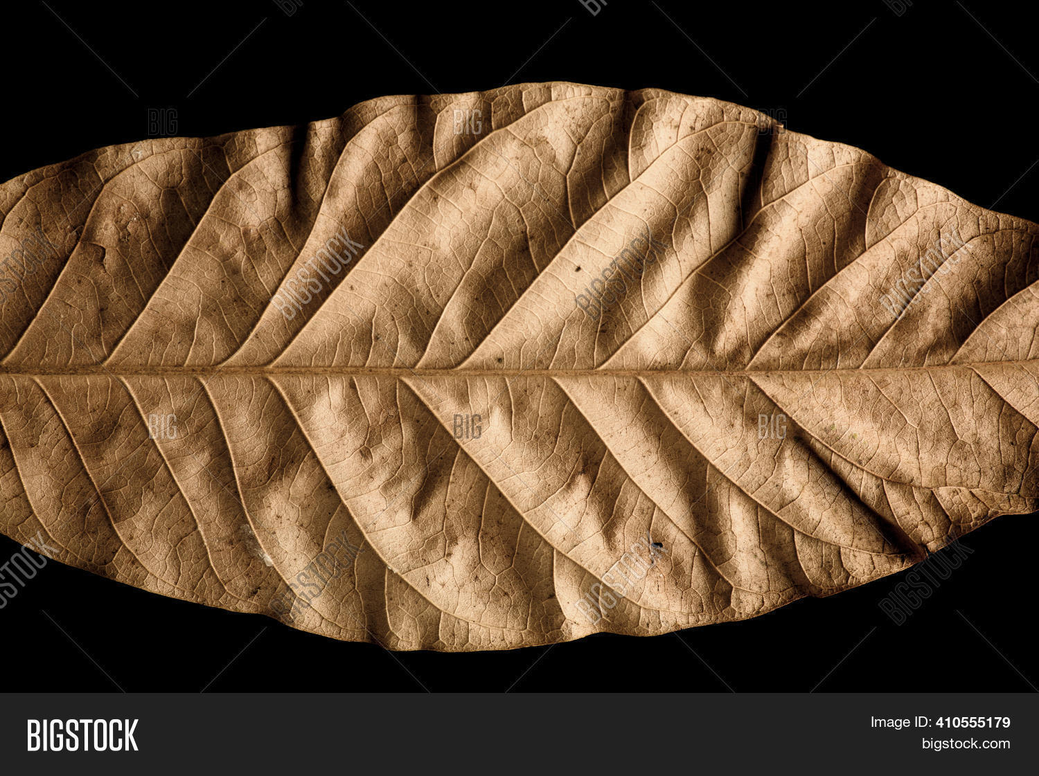 Dry Mango Leaves Image & Photo (Free Trial) Bigstock