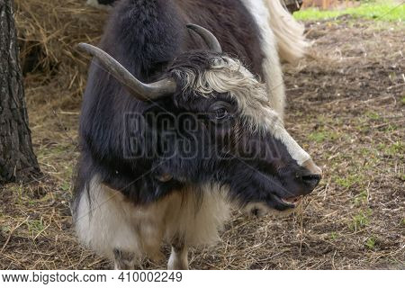 Asian Wild Bull Yak (bos Mutus) Close-up